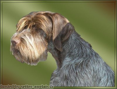 Griffon Korthals URANE DU BOIS D'ONZION Griffon Korthals URANE DU BOIS D'ONZION